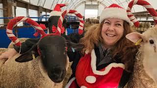 Christmas Eve With The Sheep: Holiday Festivities at Ewetopia Farms 2024