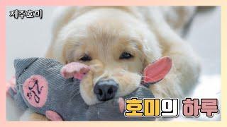 골든리트리버 강아지일상 브이로그 '호미의하루'