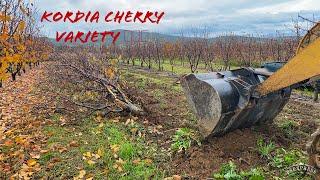 KORDIA  cherry variety is not indicated for low altitudes.