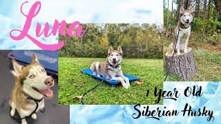 1YO Siberian Husky (Luna) | Best Philadelphia Dog Trainers | Off Leash K9 Training Philadelphia