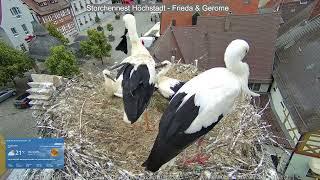 2024 06 19 Storchennest Höchstadt, mein Putzlappen, nein meiner, am Ende freut sich der Dritte