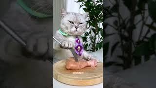 So EASY! Cat Making Korean Cheese Fried Chicken | Easy Street Food | Cat Cooking-TikTok #Shorts