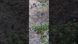 GOAT in the Mountains #nature #travel #mountains #shorts  #ytshorts #goat