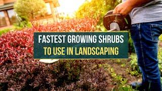 5 Fastest Growing Shrubs to Use In Landscaping 
