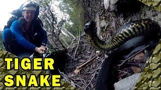 Tiger Snake Bites Caught on Video, Deadly Australian
