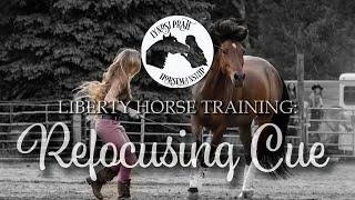 Liberty Horse Training: The Refocusing Cue