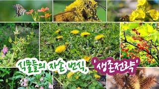 식물들의 생존전략 The survival strategy of plants