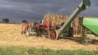 Amish man picking corn with mules. Lancaster co.