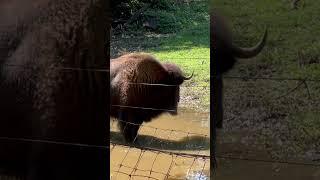 Bison at the Queens Zoo #uncagedzootours