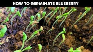 How To Germinate Blueberry Seeds Fast | ​Starting Seeds or Growing Seedlings at Home | Gardening