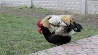 Rooster Mating with Chicken