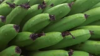 Innovation in banana cropping systems