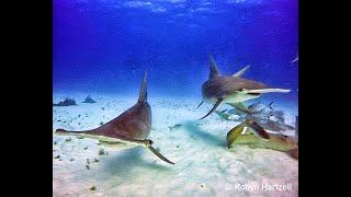 Hammerhead Dive Bimini Island