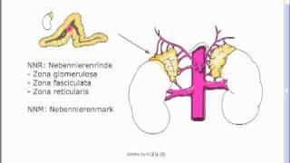 Endokrinologie 1