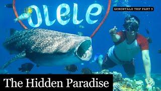 Olele, An Underwater Wonder of Gorontalo. From Salvador Dali Coral to Whale Sharks