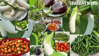 Harvesting Lots of Vegetables from Garden 2022 • Sangeeta's World