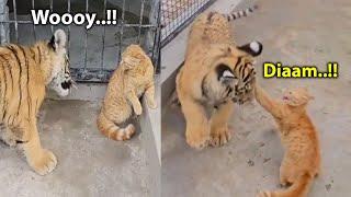 Awalnya Harimau Tantang Kucing Oren, Endingnya Harimau Di Hajar Kucing Oren ~ Kucing Vs Harimau