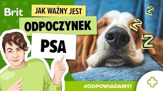 ODPOWIADAMY: Dlaczego psi odpoczynek jest aż tak ważny? - Brit Polska