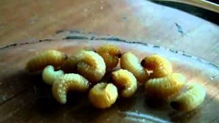 Curculio glandium larvas 1