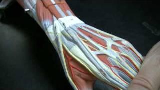 Muscles and Tendons of the Forearm pt 1