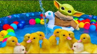 Baby Yoda with Ducklings in the pool | Daily Duck Routine