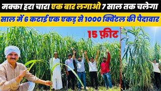 मक्का क्रोस नेपियर पशुओं का no.1 चारा Makka Green fodder 15 फीट ऊंचा दूध बढ़ाने वाला हरा चारा