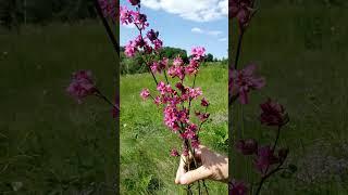 Sticky catchfly, clammy campion, lychnis viscaria, (Viscaria vulgaris)-2