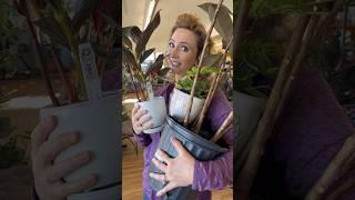 “Just Looking!” #plantshopping  #gardening #homesteading #shorts #plants #funnyshorts #houseplants