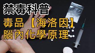 【禁毒科普】第十五集：毒品【海洛因】的腦內化學原理