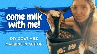 MY FULL GOAT MILKING ROUTINE (DIY Milk Machine for Goats + Milking Nigerian Dwarf Goats)