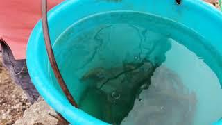 Посещение фермы с форелью и зарыбление пруда и пожарного водоема, в конце видео Трагедия