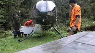 Goat Hunting New Zealand With indicating dogs