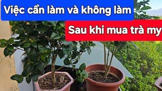 Việc cần và không cần làm sau khi mua cây trà my