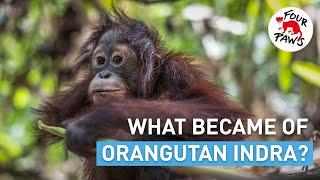 What became of orangutan Indra?