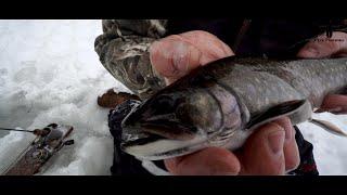 How To Catch BROOK TROUT Ice Fishing!
