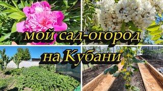 ЖИЗНЬ НА КУБАНИ,ЗАКОНЧИЛА ПОСАДКИ, МОЙ САД ОГОРОД  ОБЗОР, КУДА ПРОПАЛА ГОРЛИЦА