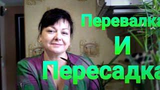 Пересадка и перевалка комнатных растений