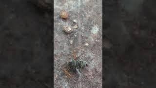 How an ANT carries a dead BEE much LARGER than itself | OMG | Strength of that little animal #shorts