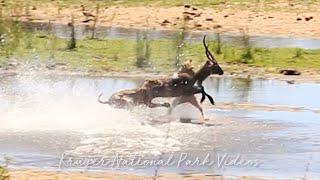 Best Kruger Park Wildlife Sightings & Animal Encounters Compilation