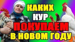 Каких кур ПОКУПАТЬ в новом году. Почему я МЕНЯЮ своих кур.