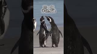 TOP5 你一定不知道的動物冷知識 2023 #shorts #冷知识 #涨知识 #科普 #可愛動物