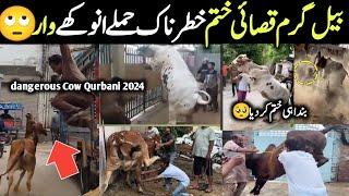 Most Dangerous Qurbani Bulls Animals On Eid Ul Azha 2024 In pakistan || Israr INFO Tv