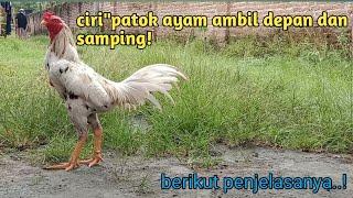 ciri ciri patok ayam M41n depan dan samping