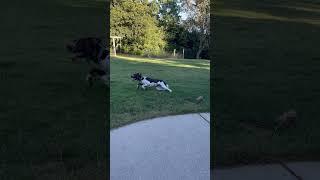 Frisbee with Kix our German Shorthair Pointer! #germanshorthairedpointers