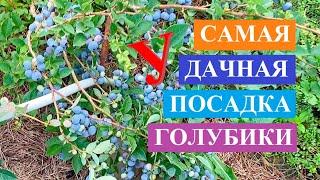 Самая удачная посадка голубики