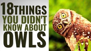 18 Amazing Facts About Owls You Won't Believe Are True!