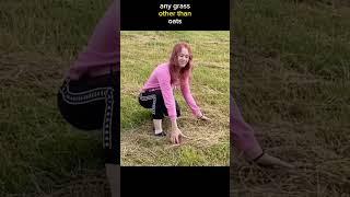Guide on how to grow your own hay