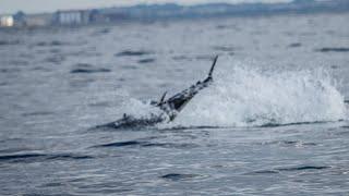 Tonfisk i Öresund!!! (Bluefin Tunas in Öresund)