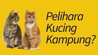 5 Alasan Mengadopsi dan Memelihara Kucing Kampung—PERTIMBANGKAN!