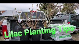 Lilac Planting... Plus Tips!
